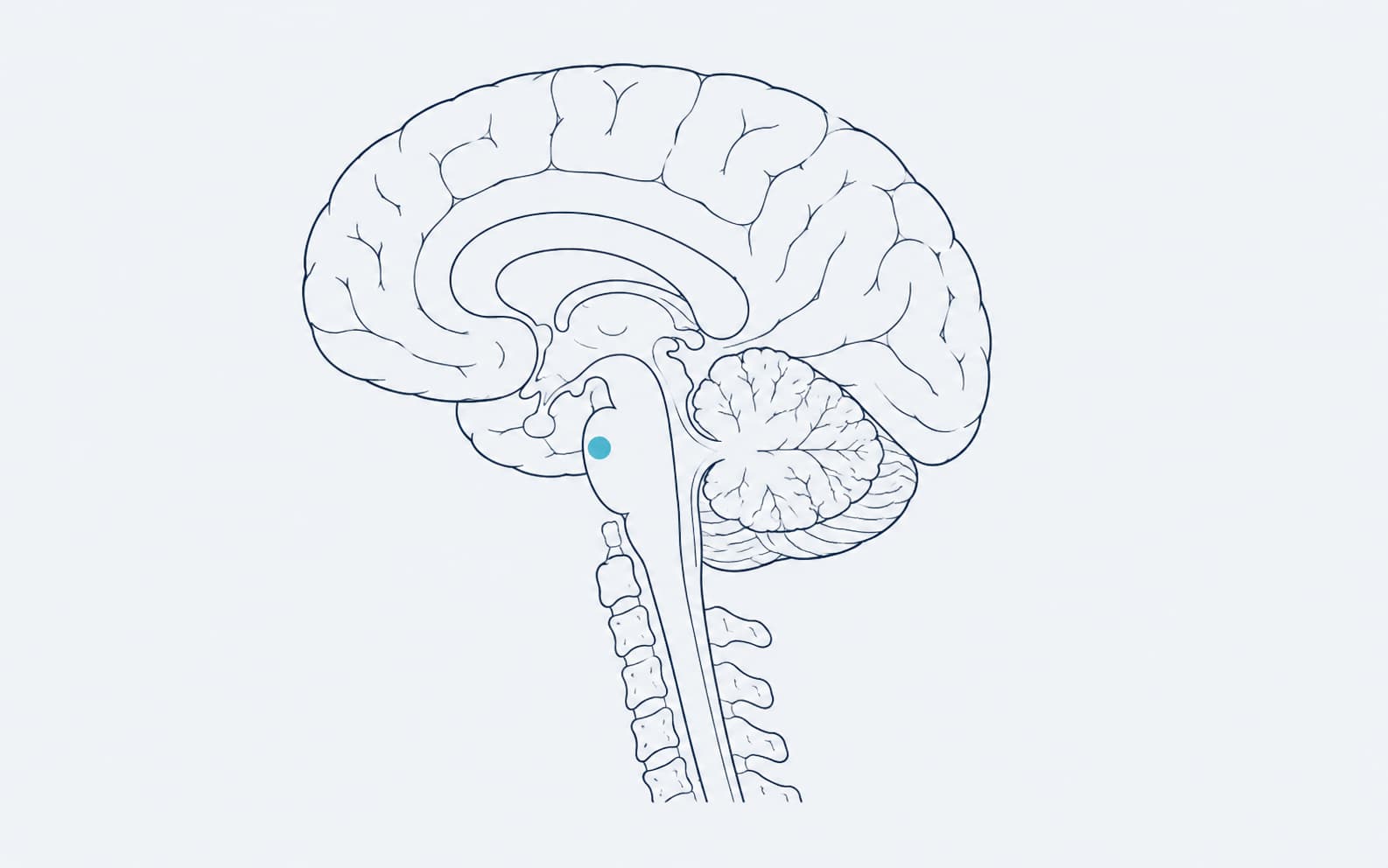 Diagrama del cerebro y la médula espinal descendiendo por la columna cervical