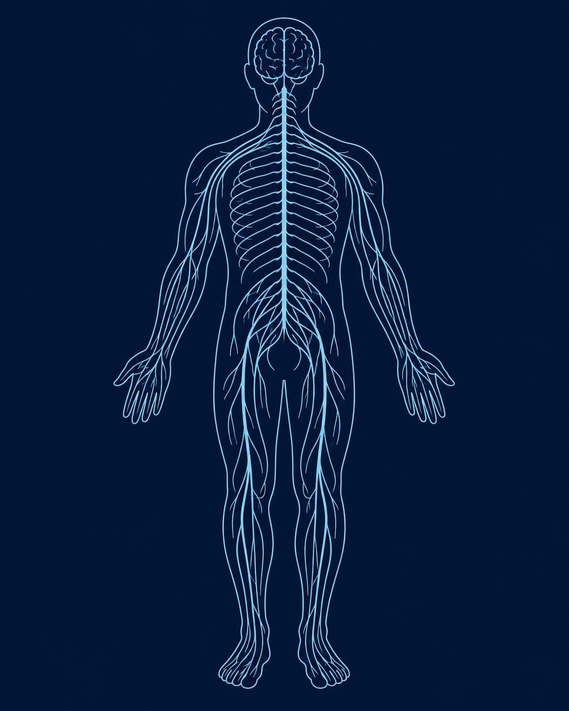 Diagrama del sistema nervioso: cerebro, médula espinal y nervios periféricos